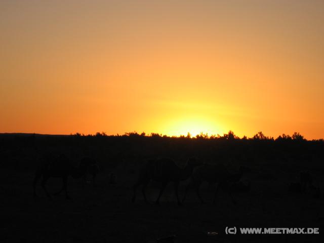 5796_Kamele_im_Sonnenaufgang