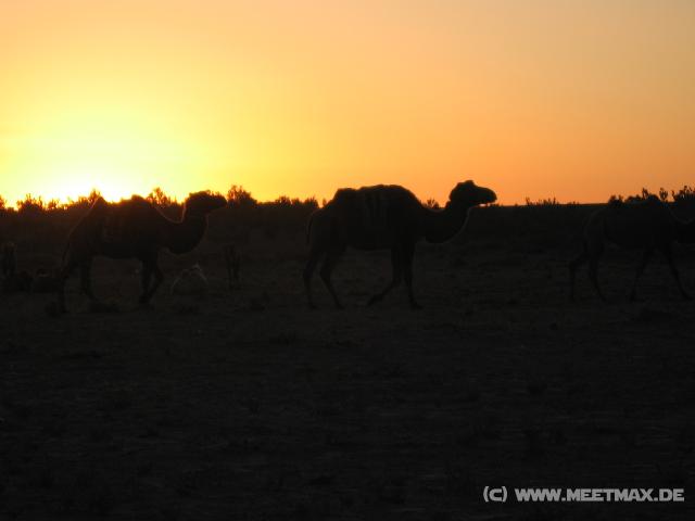 5797_Kamele_im_Sonnenaufgang