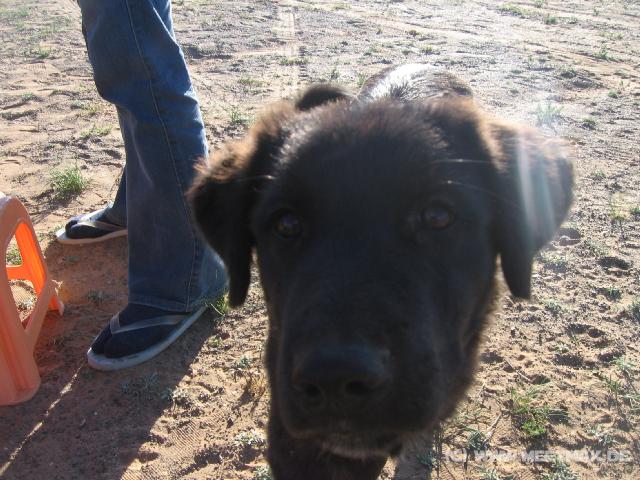 5812_Hallo_Hund