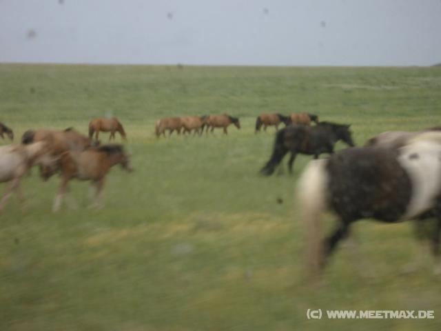 5986_Pferde