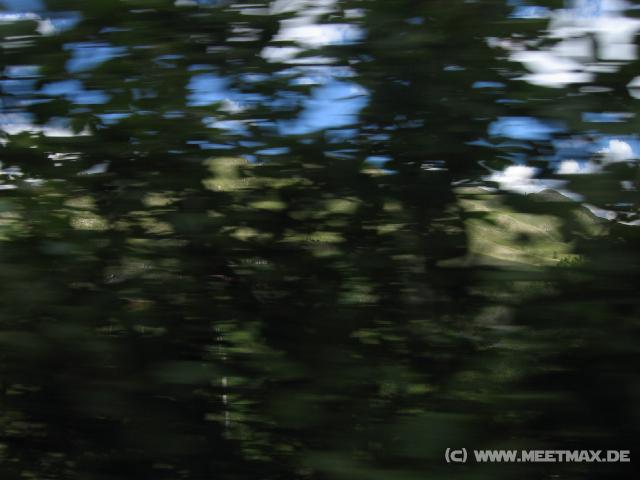 6170_Den_Wald_vor_lauter_B�umen_nicht