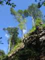 6260_Felsb�ume
