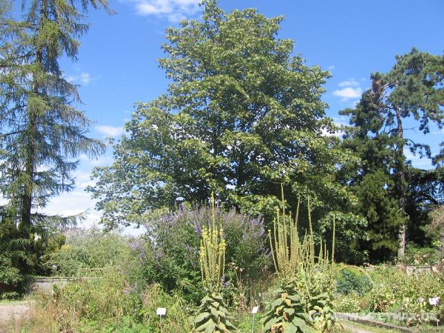 6342_Alter_Botanischer_Garten