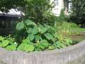 6341_Alter_Botanischer_Garten