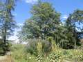 6342_Alter_Botanischer_Garten