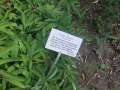 6343_Alter_Botanischer_Garten