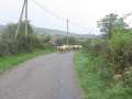 8808_Schafe