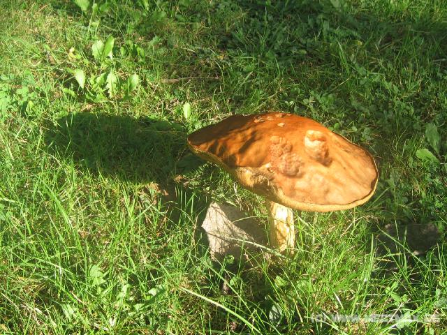 8846_Pilz
