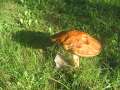 8846_Pilz