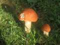 8847_Pilze