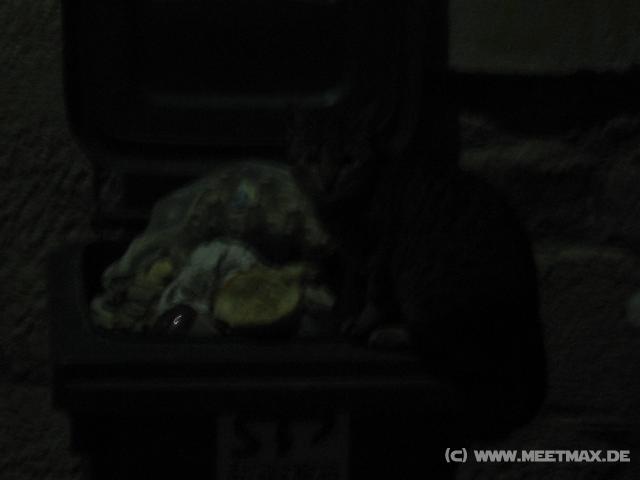 9571_Katze
