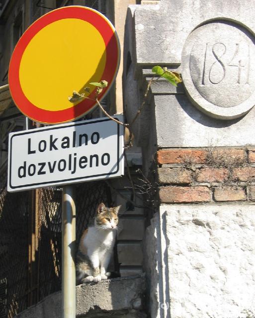 0061_Katze