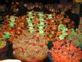 0238_Rainforest_Cafe