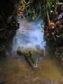 0240_Rainforest_Cafe