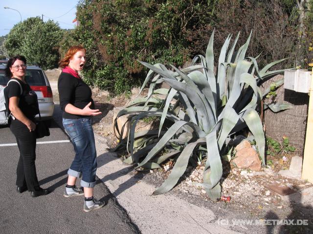 0848_Beeindruckende_Agave