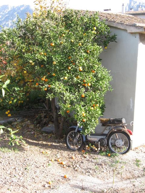 0851_Orangenmofa