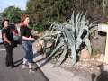 0848_Beeindruckende_Agave