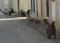 2748_Ziegen