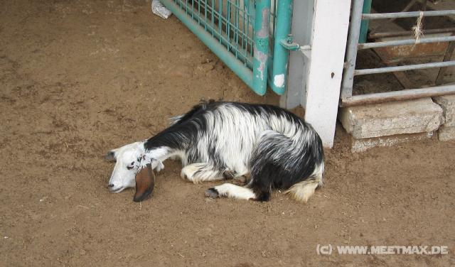 2897_Animal_Market