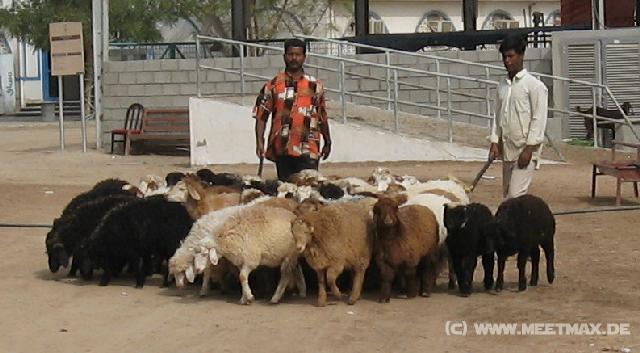 2898_Animal_Market