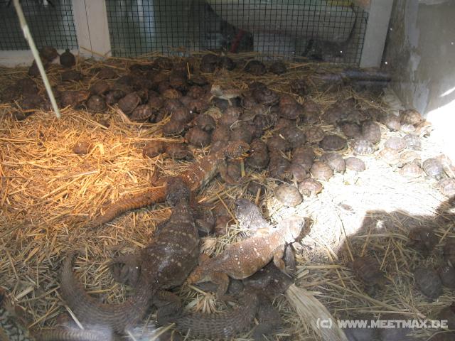 2899_Animal_Market