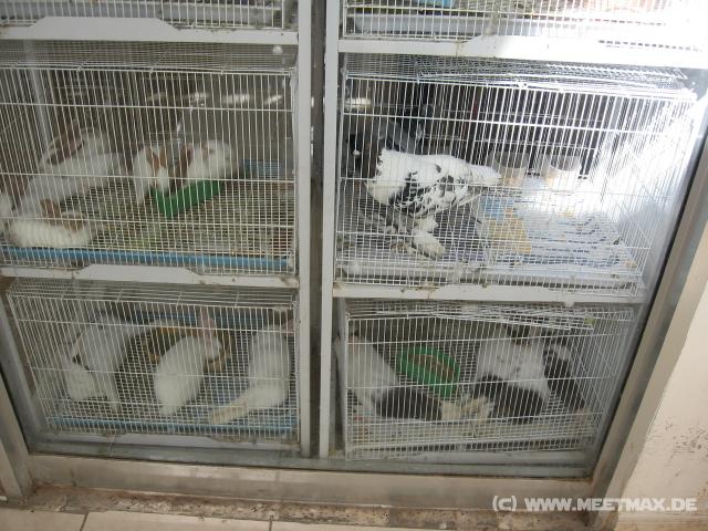 2900_Animal_Market