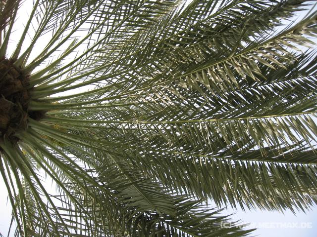 2911_Palme