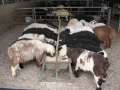 2896_Animal_Market