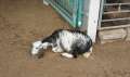2897_Animal_Market