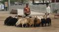 2898_Animal_Market