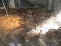 2899_Animal_Market