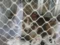 2903_Animal_Market