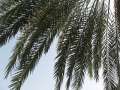 2910_Palme