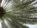2911_Palme