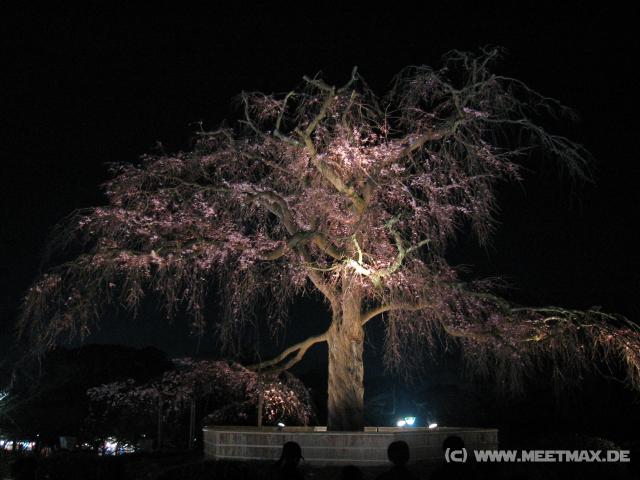 3101_Baum