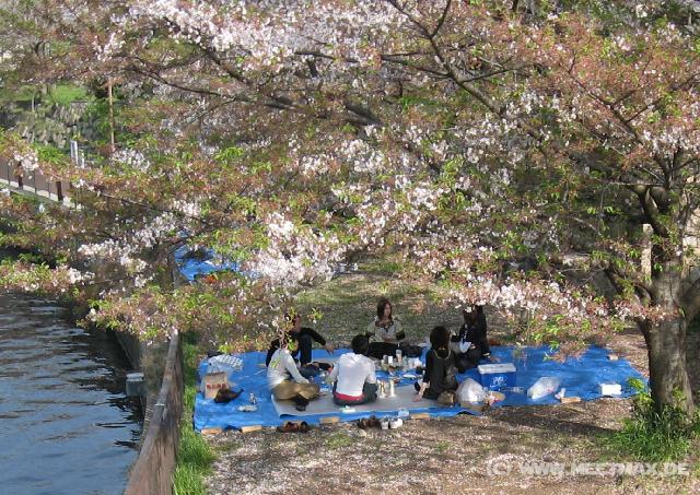 3215_Kirschbl�tenpicknick