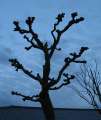 3611_Baum