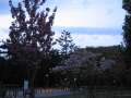 3618_Kirschbl�te