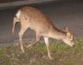 3635_Heiliger_Hirsch