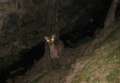 3636_Heiliger_Hirsch