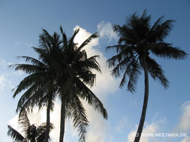 3769_Palmtrees
