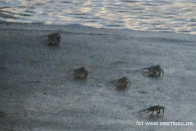 3770_Crabs