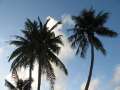 3769_Palmtrees