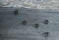 3770_Crabs