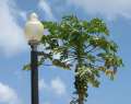 3831_Baum