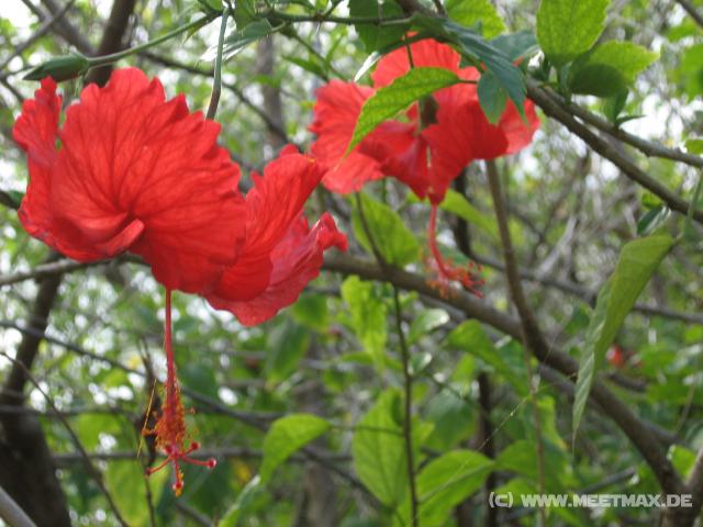 3917_Flowers