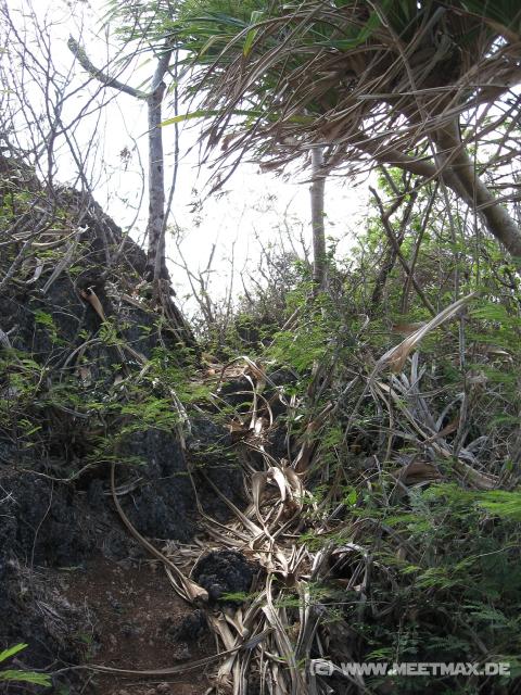 3920_Jungle_track