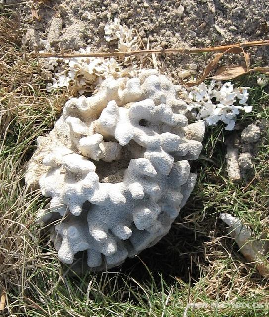3942_CoraL_stone