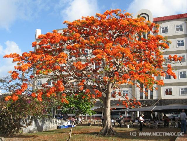 3943_Flametree