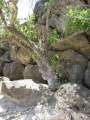 3875_Rocky_tree